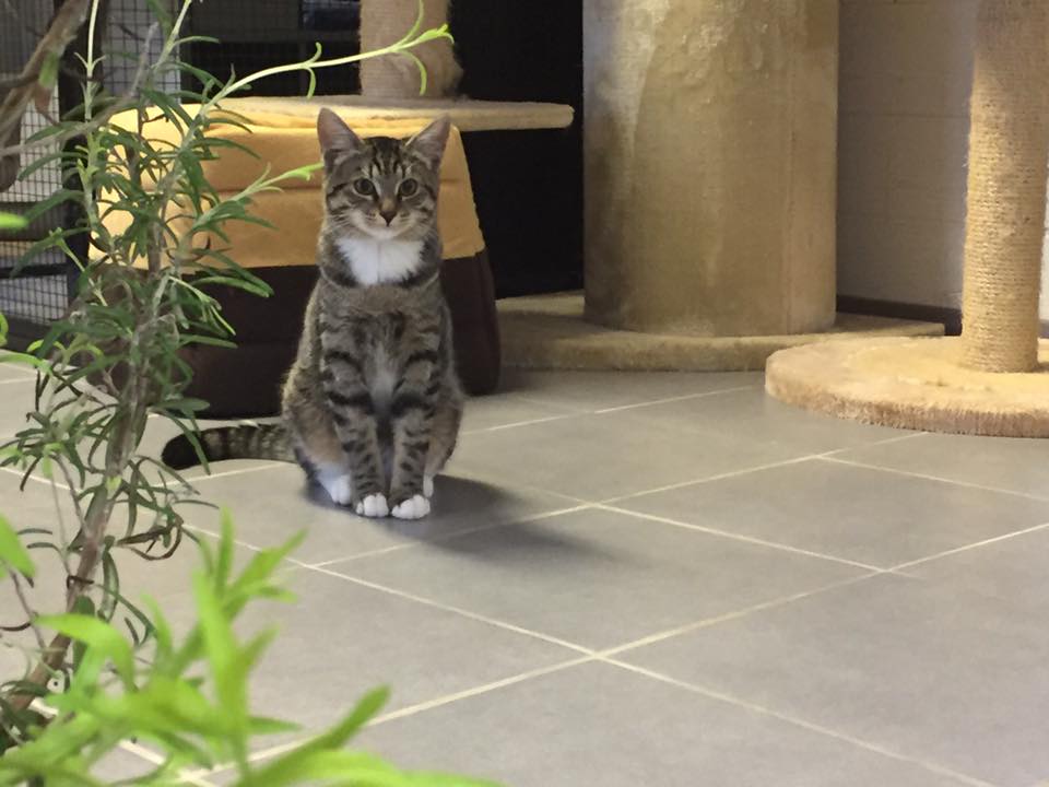 Kattenhotel Lummen