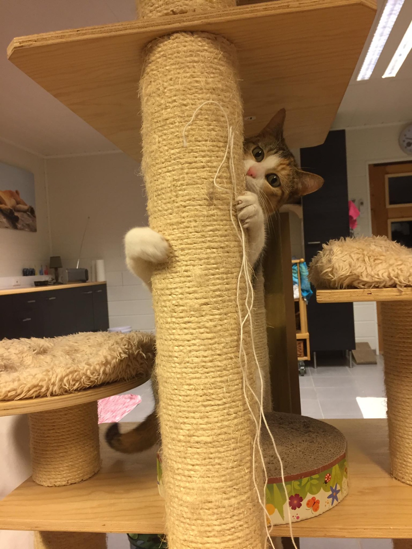 Kattenhotel Lummen