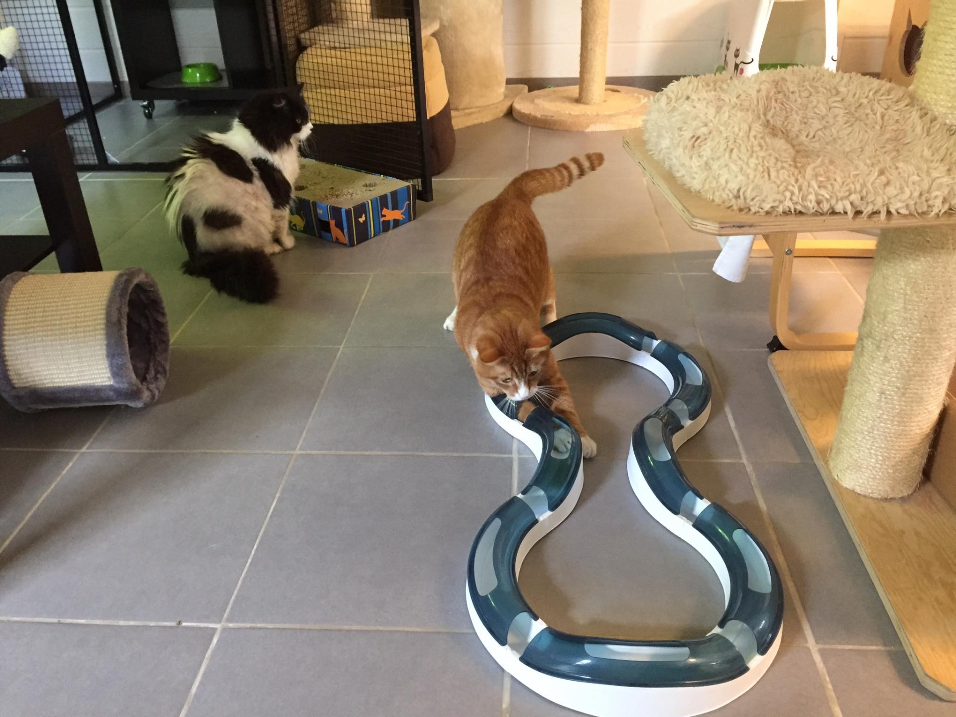 Kattenhotel Lummen